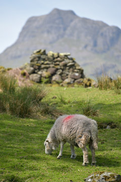 Lamb and sheep in Great Langdale in Lake District