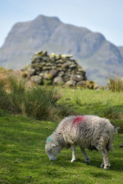 Lamb and sheep in Great Langdale in Lake District