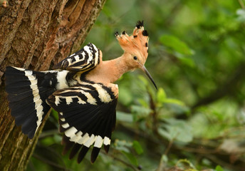 Eurasian Hoopoe, Common hoopoe (Upupa epops)