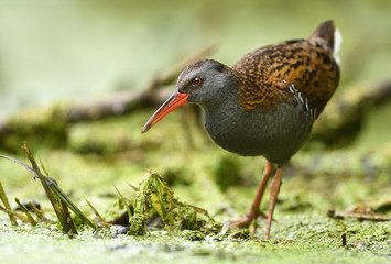 Water Rail (Rallus aquaticus)