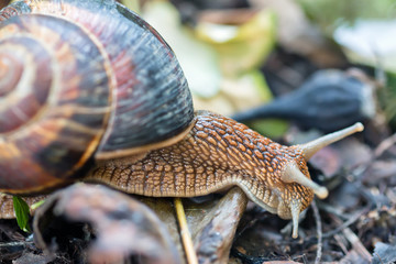 Big grape snail crawling on his business