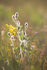 soft flowers on meadow