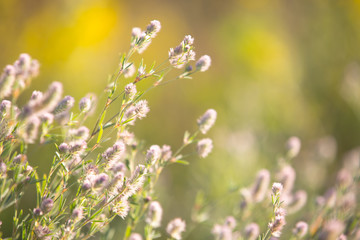 delicate wild flowers