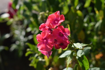 Obraz premium Phlox Blüte