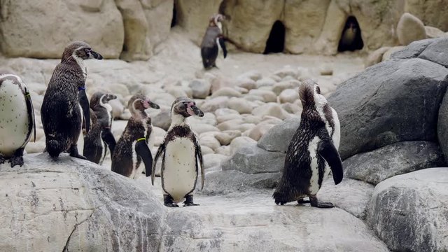 Humboldt Penguins walking in the zoo.