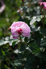 pink roses in the garden