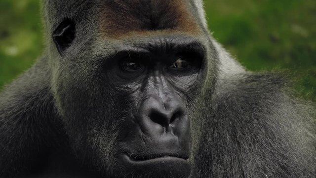 Western lowland gorilla close-up shot