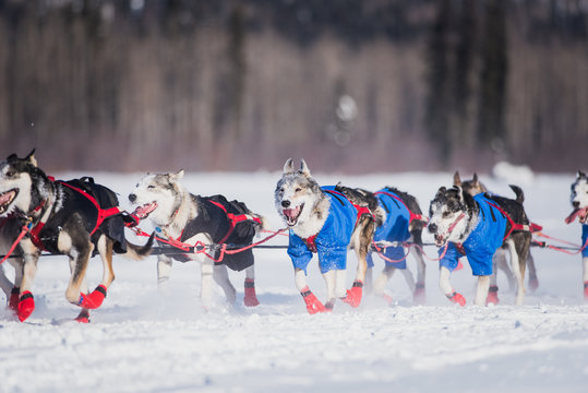 dog team