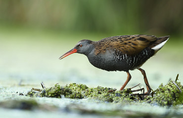 Water Rail (Rallus aquaticus)