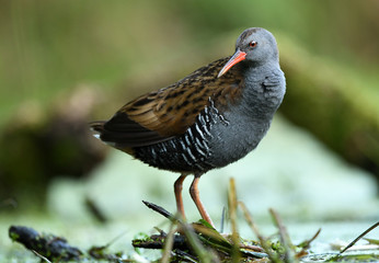 Water Rail (Rallus aquaticus)