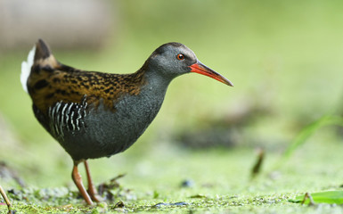 Water Rail (Rallus aquaticus)