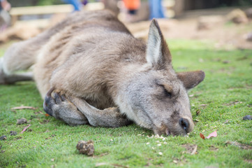 Sleepy Kangaroo