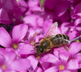 A Bee Collecting Pollen on Pink Flower Bed