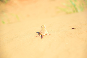 Spotted toad-headed Agama on sand close