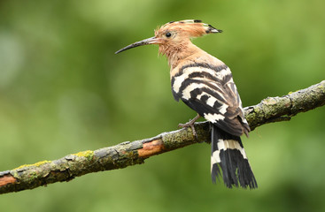Eurasian Hoopoe or Common hoopoe (Upupa epops)