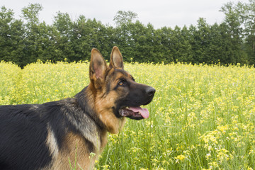 German shepherd on the field with blooming yellow rape