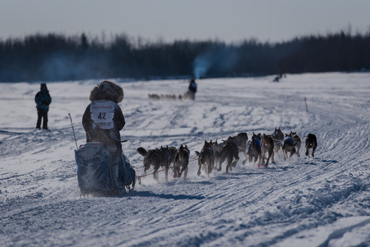 iditarod mushers