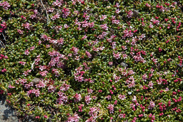 Alpenazalee Gämsheide