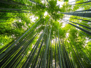 Obraz na płótnie Canvas Amazing wide angle view of the Bamboo Forest in Kamakura