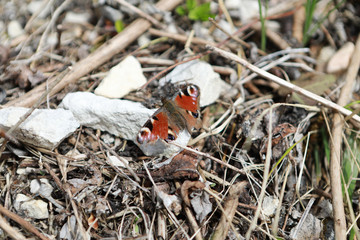papillon