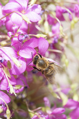 A Bee Collecting Pollen on Pink Flower Bed