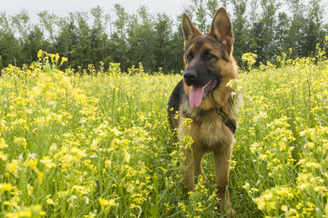 German shepherd on the field with blooming yellow rape