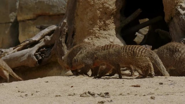 Group of banded mangooses