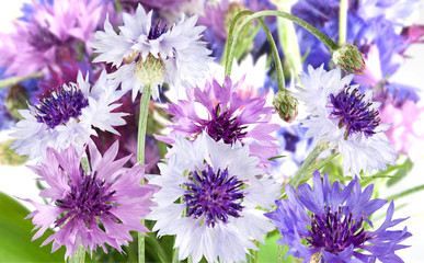 Isolated image of flower closeup