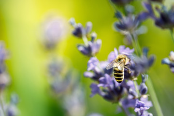 honey bee sitting on flower