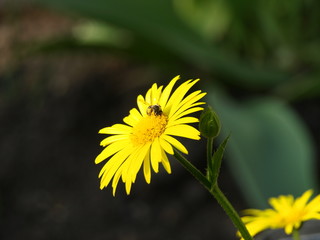 The bee is a large dandelion flower