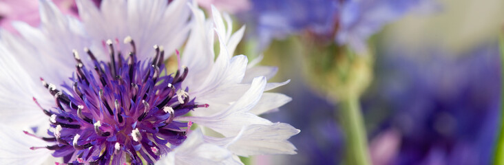 Fototapeta na wymiar image of beautiful flowers close-up