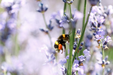 honey bee sitting on flower