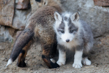 Cute gray fox cub with mother