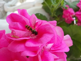 Ape su fiore