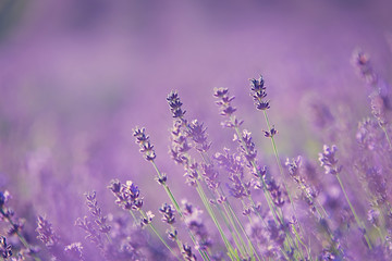 Obraz premium Lavender field. Closeup photo