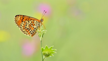 Melitaea trivia  107