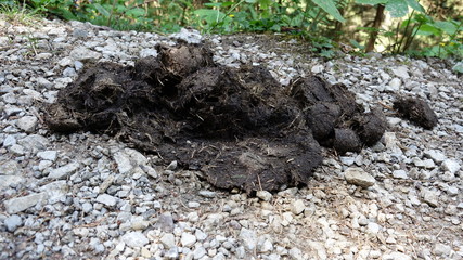 Kuhfladen auf dem Wanderweg.