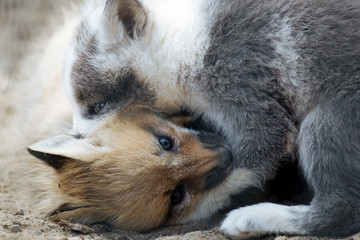Cute gray and ginger fox cubs playing