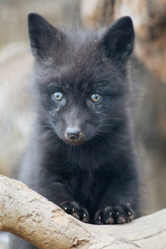 Funny black fox cub