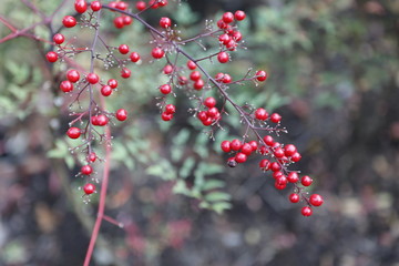 Baie rouge