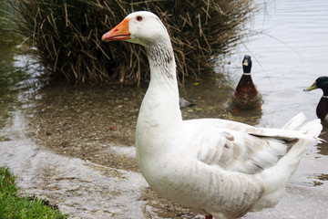 White wild goose on a lakeshore
