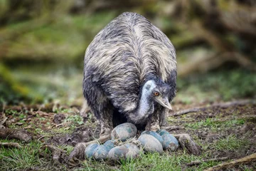 Papier peint photo Autruche Oiseau d& 39 émeu inspectant et vérifiant ses oeufs  © Tony Baggett