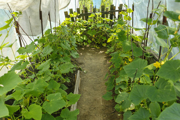organic cucumbers in a greenhouse