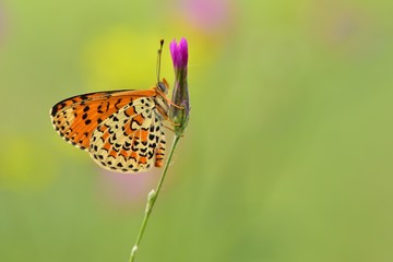 Melitaea trivia  111