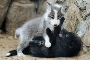 Cute gray and black fox cubs playing