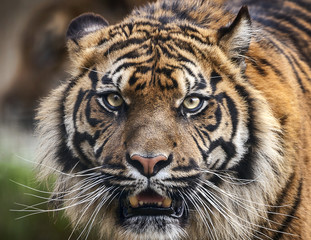 Tiger front view staring and looking straight ahead
