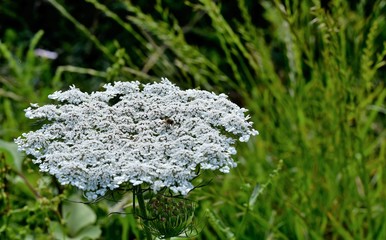ammi visnaga