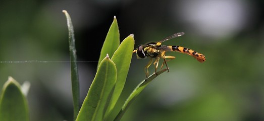 insecte