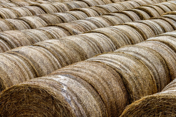 Close up rolled hay bales in rows in paddock