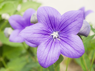 Macro picture of blossoming baloon flower in the garden in summer.  There are further blossoms in the background. 